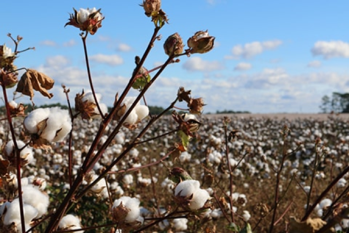 Sateen và Percale - Đâu là chất vải cotton dành cho bạn?