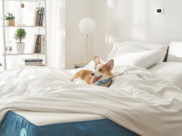 Image cách tẩy vết máu trên nệm hiệu quả