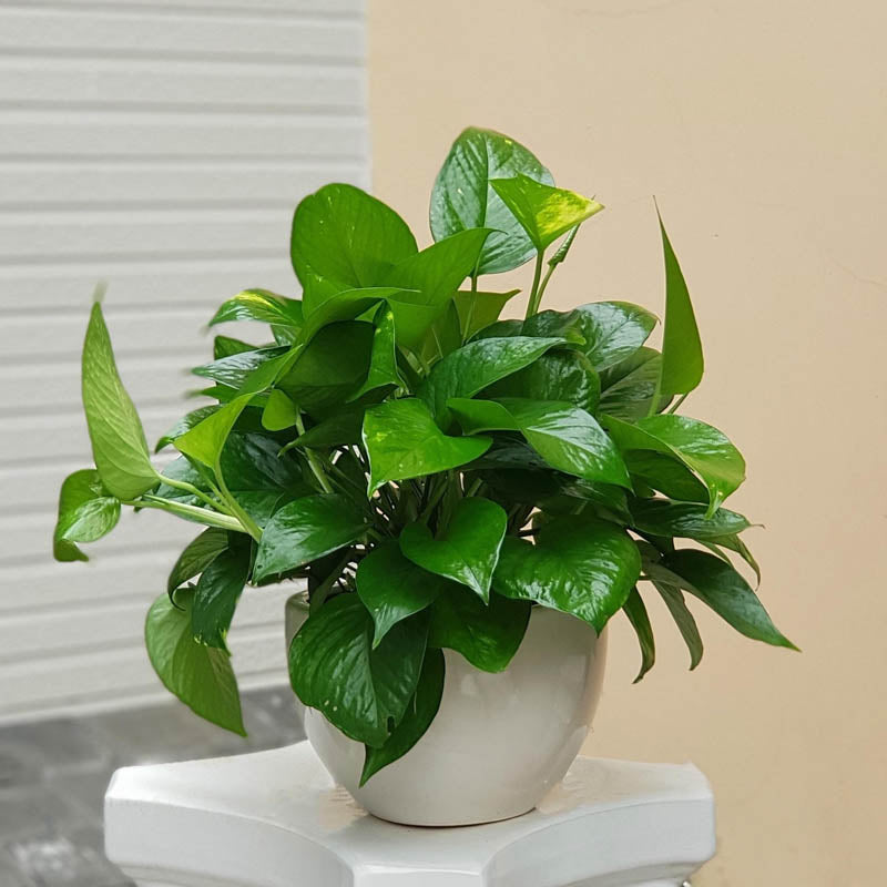 Top 15 các loại cây trồng trong nhà đẹp và dễ chăm sóc