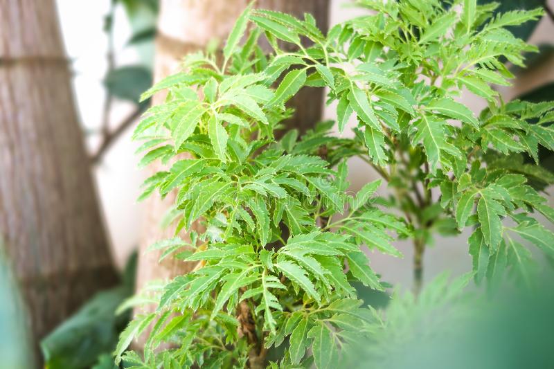 Uống Nước Lá Đinh Lăng Chữa Mất Ngủ | Ru9®